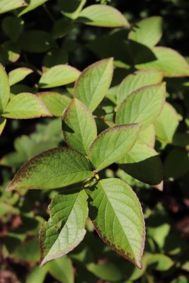 Stewartia pseudocamellia var. Koreana - stewartie pseudokaméliovitá - listy (2)